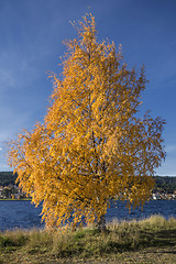 Image showing Autumn Tree