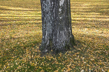 Image showing Autumn leaves