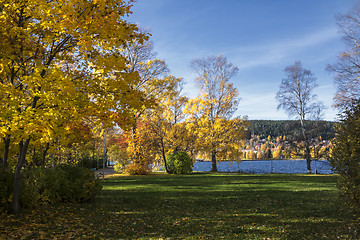 Image showing  colorful autumn trees 