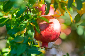 Image showing ripe pomegranate