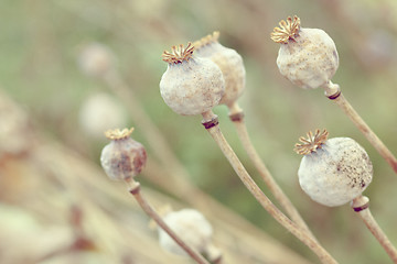 Image showing Detail of tree poppyheads on the field 