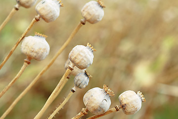 Image showing Detail of tree poppyheads on the field 