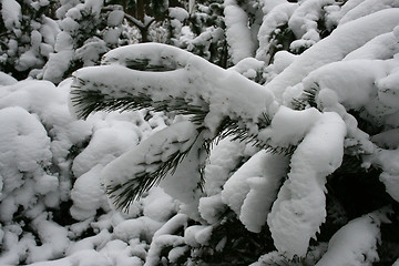 Image showing winter