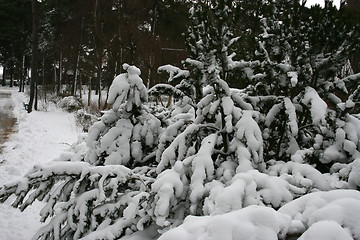 Image showing winter