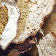 Image showing Mushrooms picture