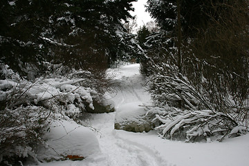 Image showing winter