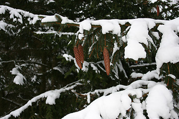 Image showing winter in sweden