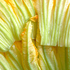 Image showing Courgette flowers