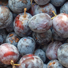 Image showing Prunes