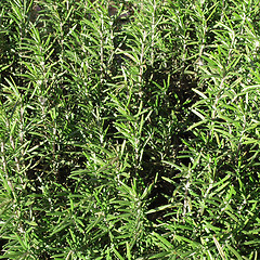 Image showing Rosemary