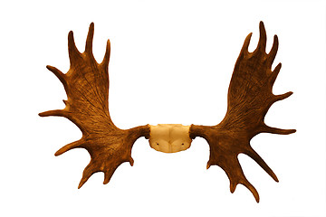 Image showing horns of moose