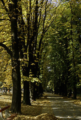 Image showing Autumn in Park