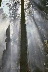 Image showing Smoke in forest