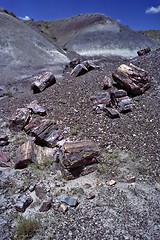 Image showing Petrified Forest