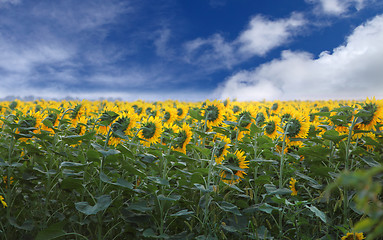 Image showing Sunflowers 