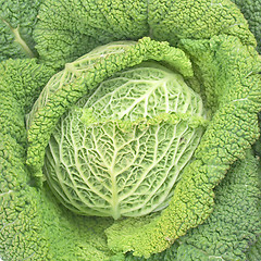 Image showing Green cabbage