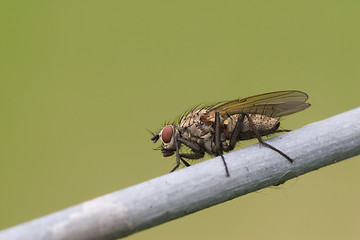 Image showing Fly on wire