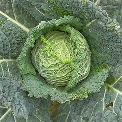 Image showing Cabbage picture