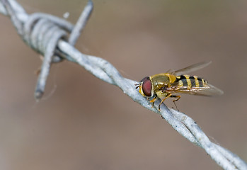 Image showing Gold & Iron