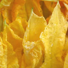 Image showing Courgette flowers