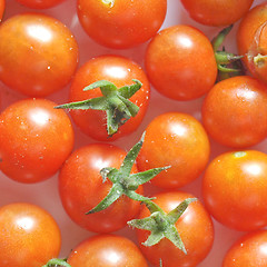 Image showing Tomato