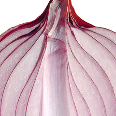 Image showing Onion