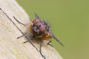 Image showing tilted fly