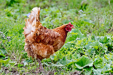 Image showing Chicken brown on a background of grass