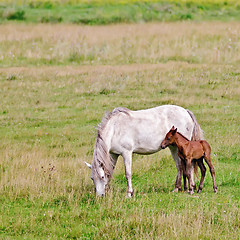 Image showing Horse white with a foal in the meadow