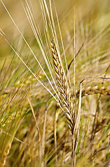 Image showing Bread spike on the background of field