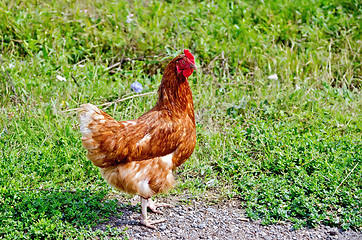 Image showing Chicken brown on the meadow