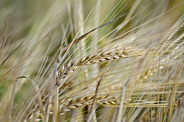 Image showing Bread spikelets on the field