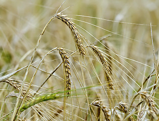 Image showing Ears of corn on a background of field