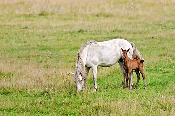 Image showing Horse white with bay foal