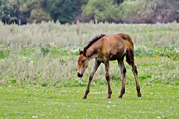 Image showing Foal in the meadow