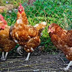 Image showing Chicken brown in a henhouse