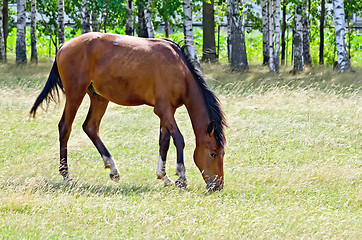 Image showing Young bay horse in the field