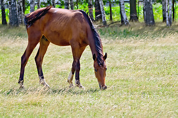 Image showing Young bay horse grazing in the meadow