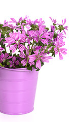 Image showing wild violet flowers in bucket 