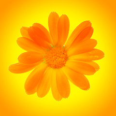 Image showing yellow daisy flower