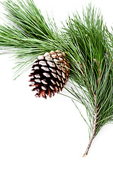 Image showing fir tree branch with pinecone 