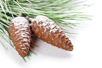 Image showing fir tree branch with pinecones 