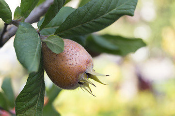 Image showing Common medlar