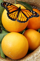 Image showing Butterfly on Oranges