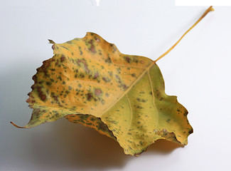 Image showing Autumn leaf of a poplar