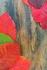 Image showing Composition of autumn leaves.