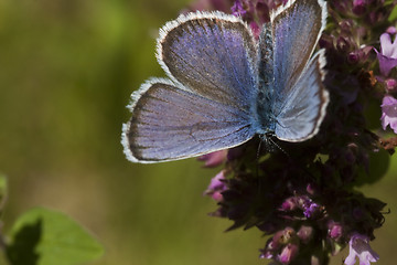 Image showing blue butterfly