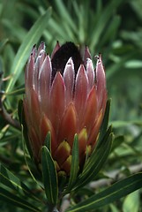 Image showing Protea