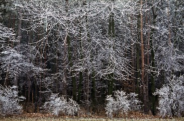 Image showing Winter Forest