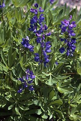 Image showing Lupines